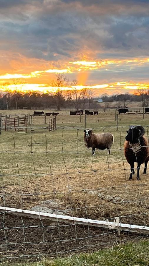 Shenandoah Valley Glamping - Amazing Views - Farm Edinburg Exteriér fotografie