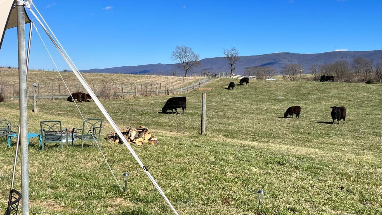 Shenandoah Valley Glamping - Amazing Views - Farm Edinburg Exteriér fotografie